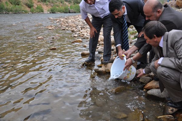 Munzur Çayına 35 Bin yavru alabalık bırakıldı galerisi resim 1