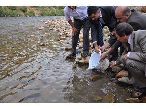 Munzur Çayına 35 Bin yavru alabalık bırakıldı