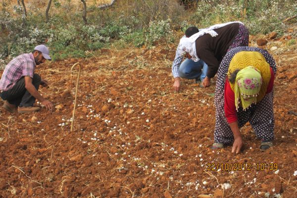 Tunceli Sarımsağı tarla koşullarında yetişecek! galerisi resim 1