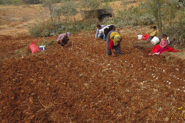 Tunceli Sarımsağı tarla koşullarında yetişecek! galerisi resim 2