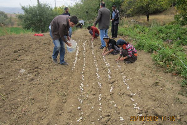 Tunceli Sarımsağı tarla koşullarında yetişecek! galerisi resim 3