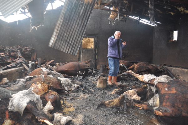 Çimenli köyünde yangın: 12 büyükbaş hayvan telef o galerisi resim 1