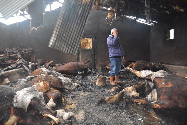 Çimenli köyünde yangın: 12 büyükbaş hayvan telef o galerisi resim 2