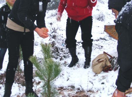 AK Parti Kadın Kolları Üyeleri, Fidan Dikti galerisi resim 1