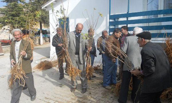 Pertek’te 3 bin 335 adet karadut fidanı dağıtıldı galerisi resim 2