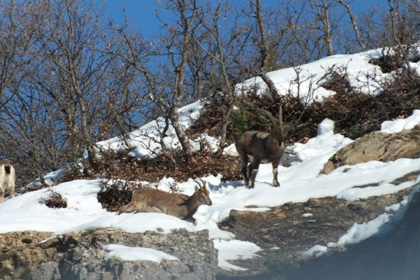 Aç kalan yaban hayvanları tehlikede galerisi resim 1