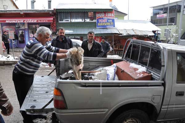 Köylüler, Hasta Kurdu Veterinere Götürdü galerisi resim 1