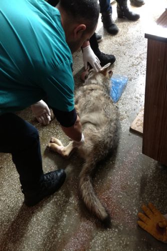 Köylüler, Hasta Kurdu Veterinere Götürdü galerisi resim 2