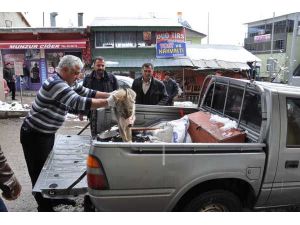 Köylüler, Hasta Kurdu Veterinere Götürdü