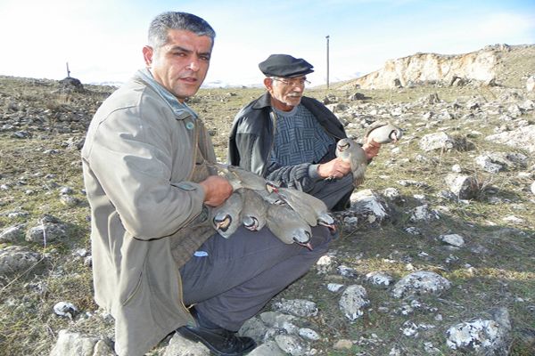 Çemişgezekli vatandaş evinde beslediği keklikleri galerisi resim 2