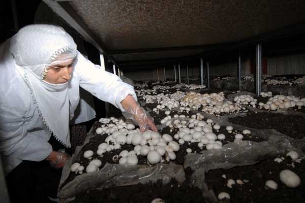 Şapkalı mantarlar Tuncelili kadınlar için umut old galerisi resim 3