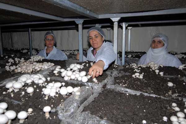 Şapkalı mantarlar Tuncelili kadınlar için umut old galerisi resim 5