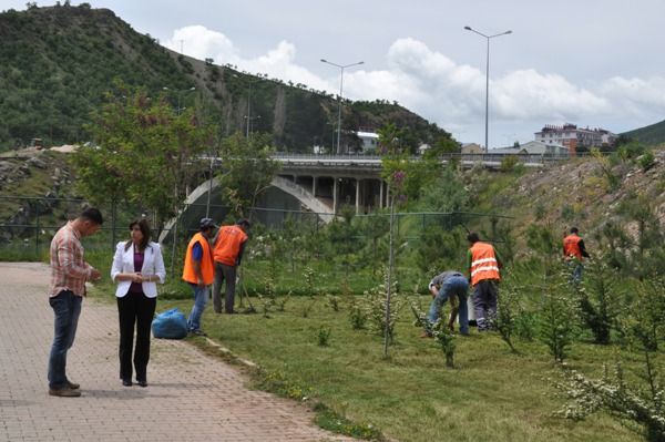 Çim Biçme Çalışmaları Başladı galerisi resim 3