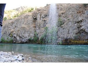 Tırı vırı, balık neslini kurutuyor