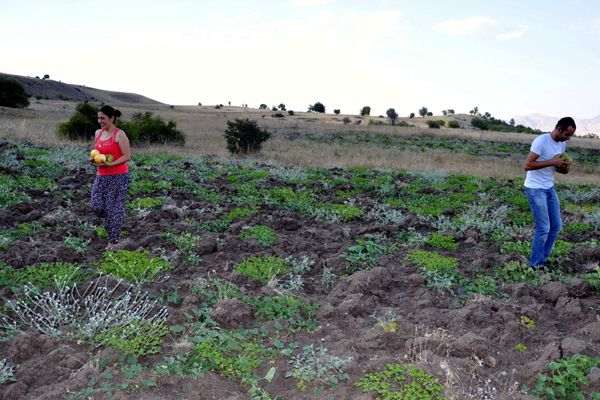 Kultik ve Çekirdeğinin Markalaştırılması ve Ticar galerisi resim 4