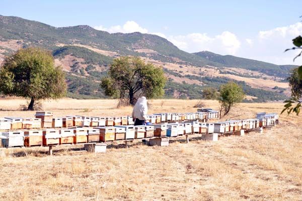 Tuncelili Kadın Arıcının Hedefi, Bal İhracatı galerisi resim 2