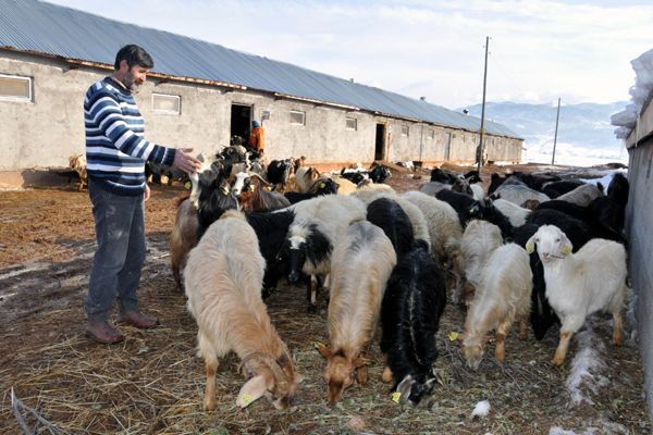 Hayvanlara 2 Km Uzaktan Bidonlarla Su Taşıyorlar galerisi resim 3