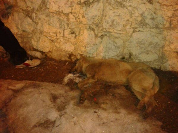 Ovacık’ta sokak köpekleri zehirlenerek öldürüldü galerisi resim 1