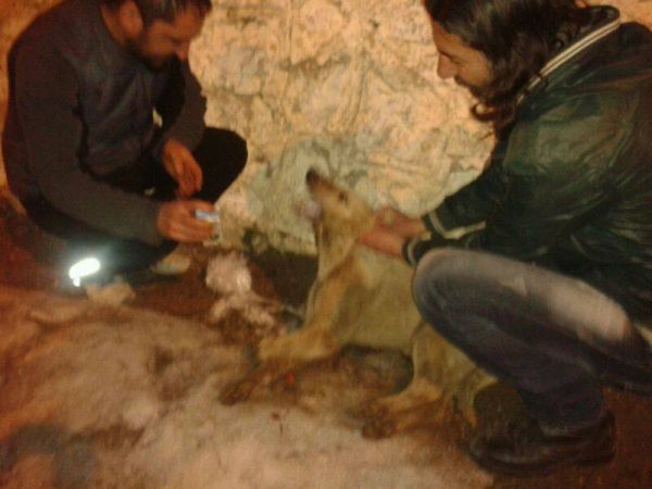 Ovacık’ta sokak köpekleri zehirlenerek öldürüldü galerisi resim 2