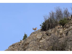 Tunceli'de Doğayla İç İçe Kaplıca