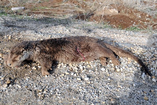 Su Samuru Yol Kenarında Ölü Bulundu galerisi resim 2