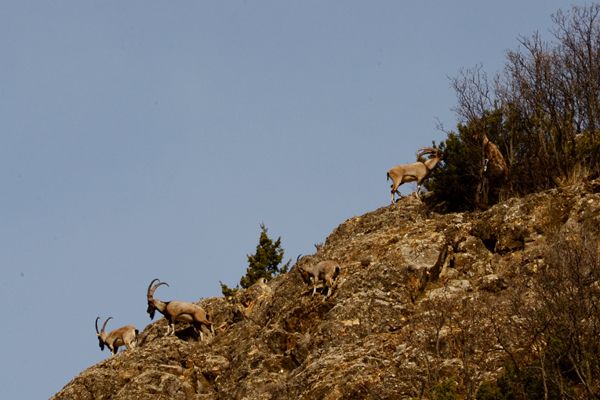 Kanaat Önderlerinden Yaban Hayatını Koruma Mesajı galerisi resim 6