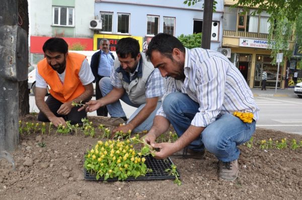 Yeşil Alanlar Mevsimlik Çiçeklerle Süslendi galerisi resim 4