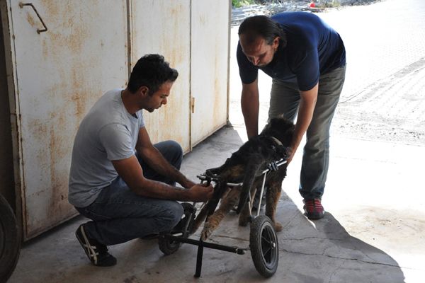 Köpeğe hayvanseverler sahip çıktı galerisi resim 2