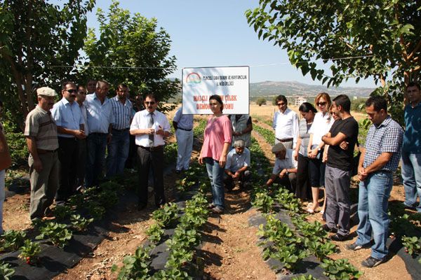 Aktuluk Köyünde tarla günü düzenlendi galerisi resim 2