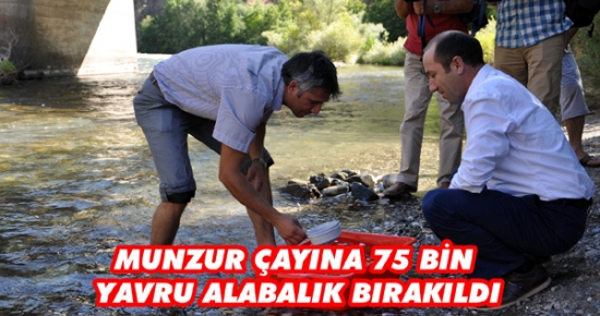 Munzur Çayı'na 75 bin yavru alabalık bırakıldı