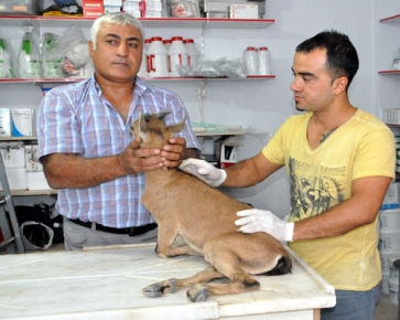 Yaralı Oğlak Doğaya Bırakılacak