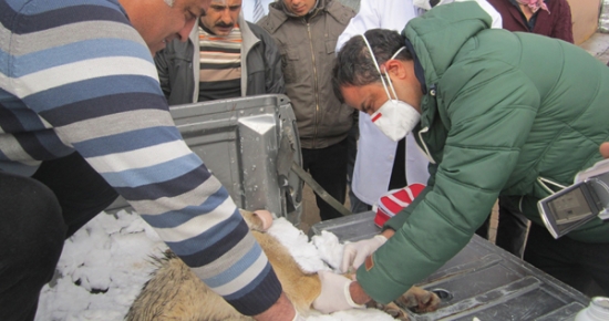 Tunceli Gıda, Tarım ve Hayvancılık Müdürlüğünden Kuduz Hastalığı açıklaması