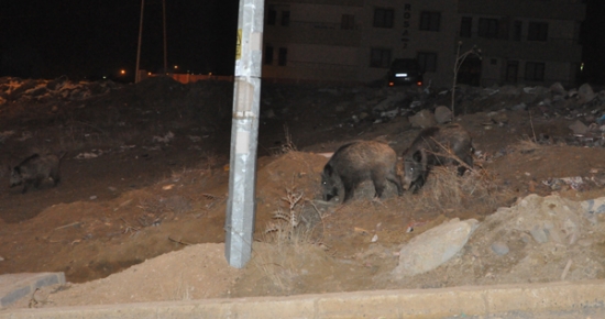 Tunceli'de aç kalan domuzlar mahalleye indi