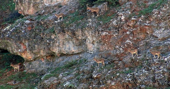 Tunceli'de Av Yasağı