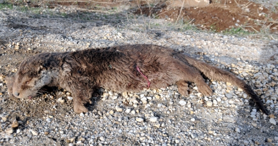 Tunceli'de Su Samuru Yol Kenarında Ölü Bulundu