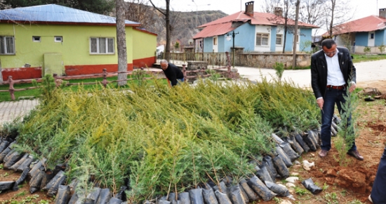 Tunceli'de Vatandaşlara Fidan Dağıtıldı