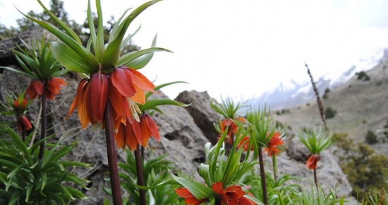 Çiçek cenneti Dersim