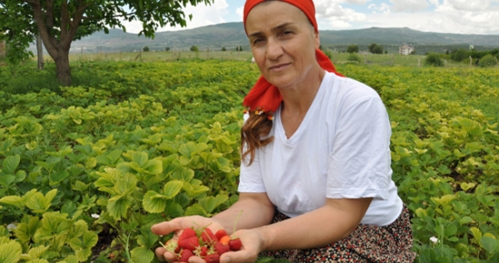 Tuncelili Kadın Girişimciden Çilek Üretimi