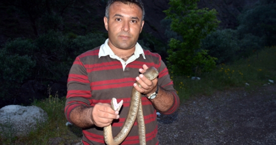 Tunceli Yöresindeki Sürüngenler Kayıt Altına Alınıyor