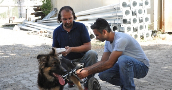 Beli kırılan köpek, tekerlekli yürüteçle hayata bağlandı