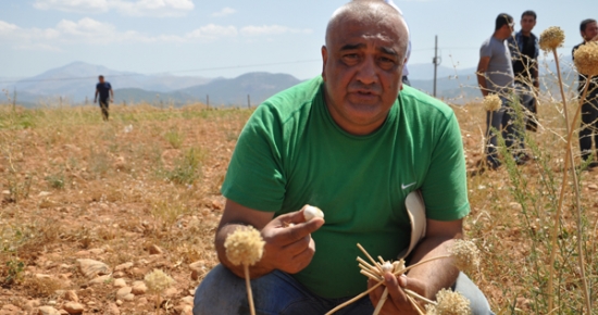 Tunceli'de Dağ Sarımsağının Hasadı Yapıldı