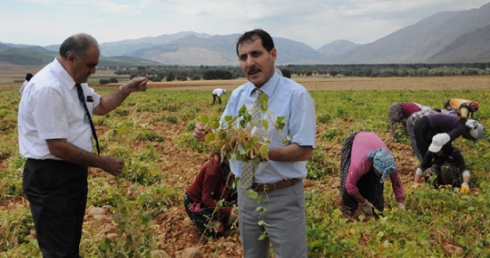 Tunceli'de organik fasulye hasadı