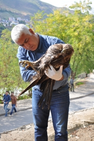 Tunceli'de Yaralı Kartala Yardım Eli