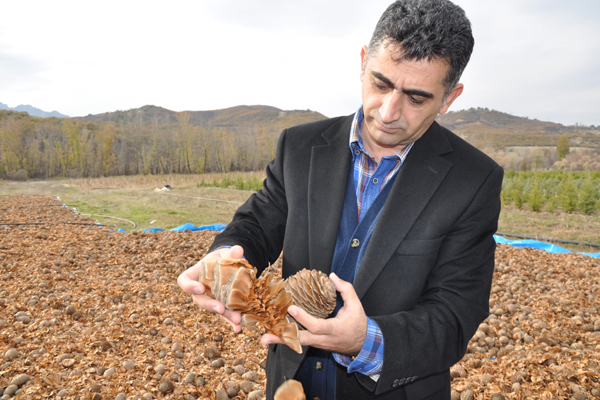 Dağlara Sedir Tohumları Ekiliyor