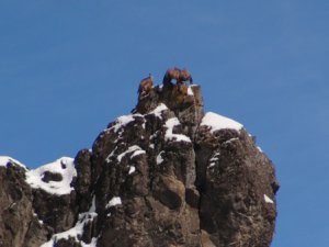 Aç Kalan Hayvanlara Yem Bırakıldı