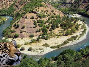 Yargı Munzur'da parsın sesini duydu