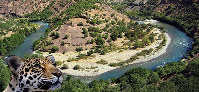 Yargı Munzur'da parsın sesini duydu