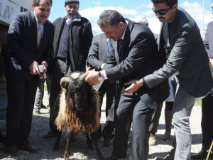 Damızlık koçlar sahiplerine teslim edildi