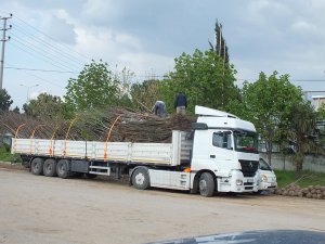 “Dersim’de sizin de bir fidanınız olsun”