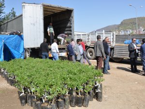 Dersim’de ücretsiz ceviz fidanı dağıtıldı